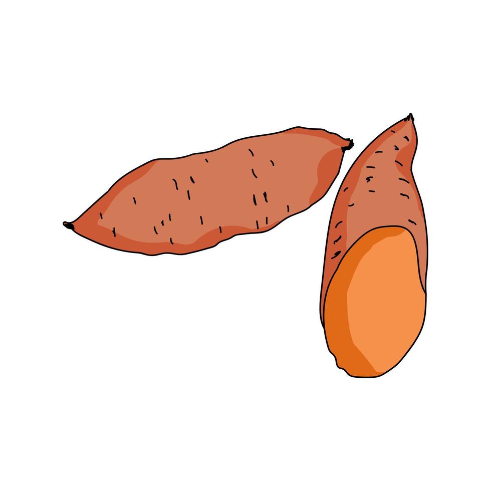 Sweet potato half and whole vegetable, edible root, wholesome healthy food, part of the plant that is used for food vector