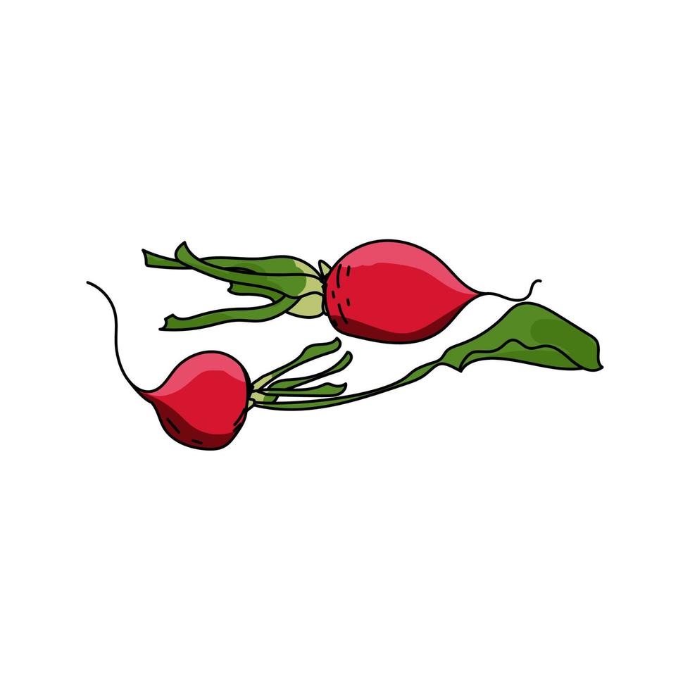 dos rábanos rojos con hojas verdes, juego de verduras, ilustración vectorial dibujada a mano vector