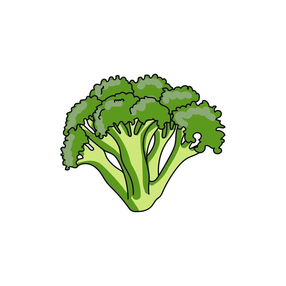 Green broccoli vegetable, hand draw vector illustration