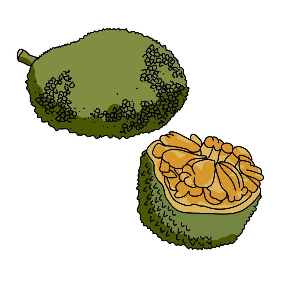 jackfruit conjunto de frutas tropicales verdes enteras y cortadas, dibujo a mano ilustración vectorial vector