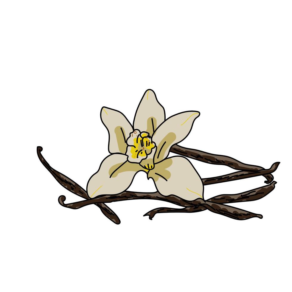 flor de vainilla vector mano dibujar ilustración