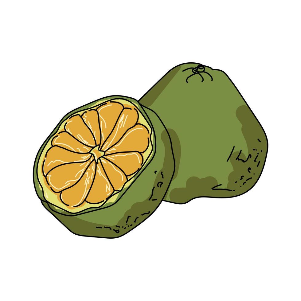 Ugli green exotic citrus, unusual juicy fruit, vector hand draw illustration