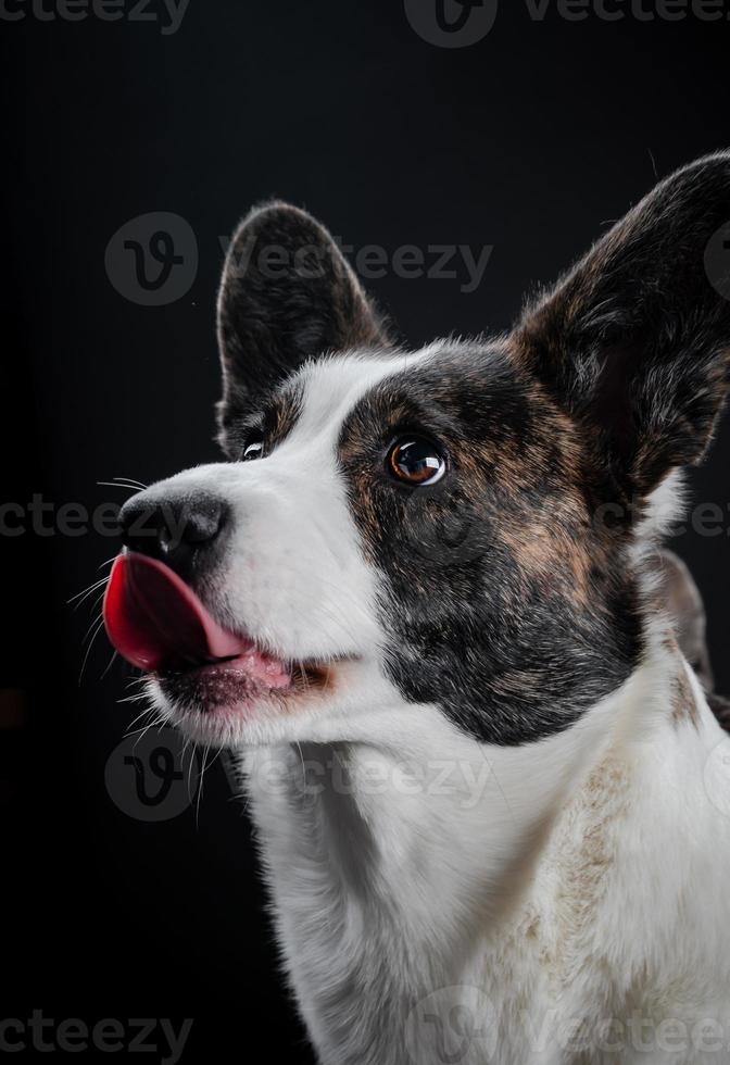 hermoso perro corgi marrón primer plano retrato emocional foto