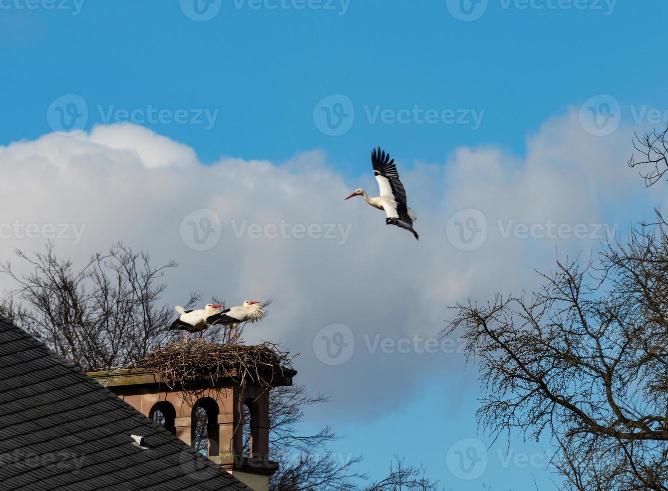 Beautiful white storks in the nest on blue sky backgroung, springtime photo