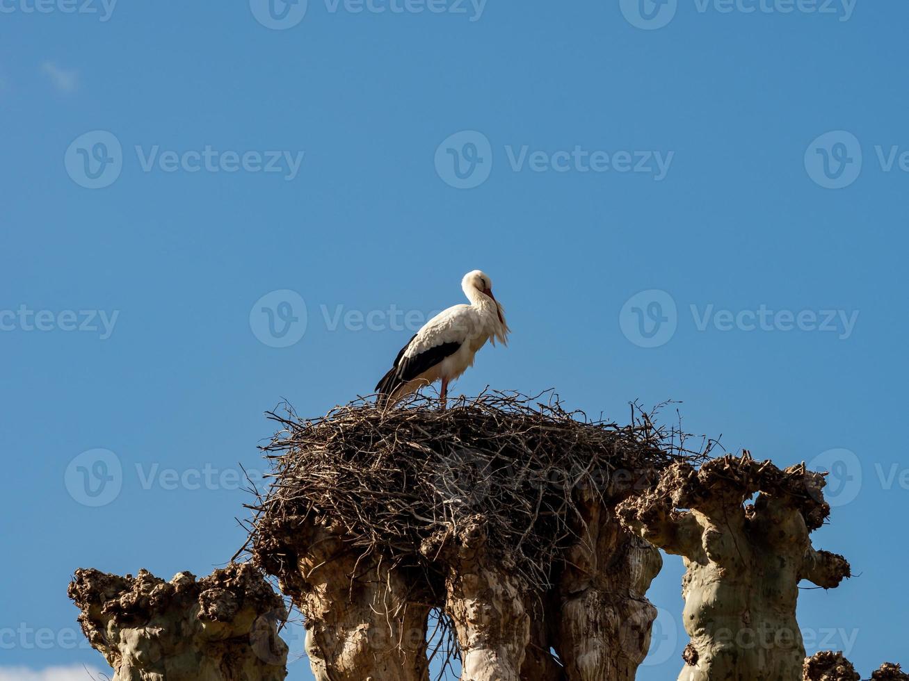 Beautiful white storks in the nest on blue sky backgroung, springtime photo