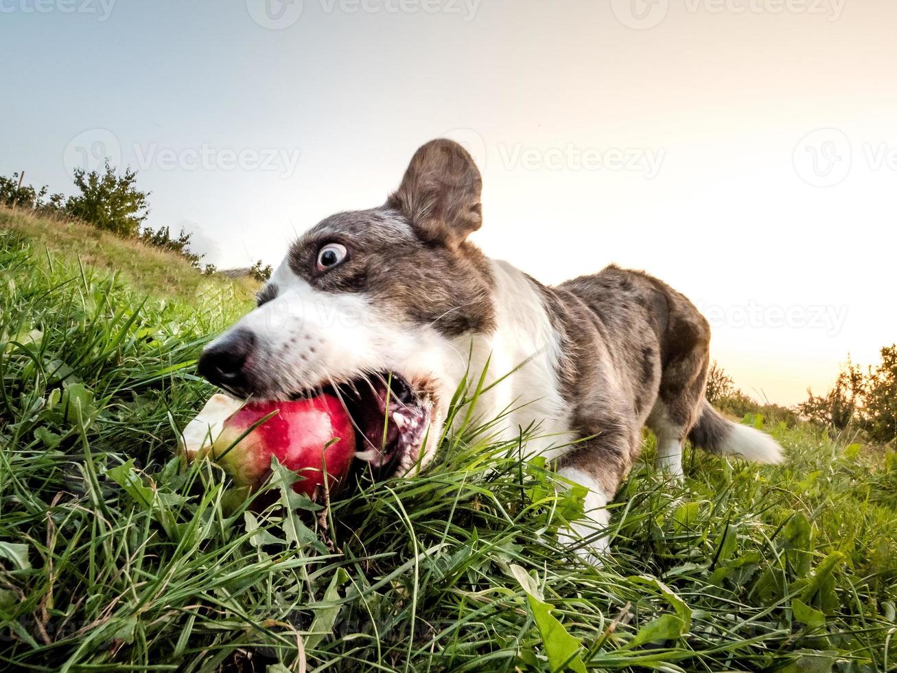 gracioso perro corgi fotografiado con una lente de ojo de pez, graciosas proporciones distorsionadas del hocico foto
