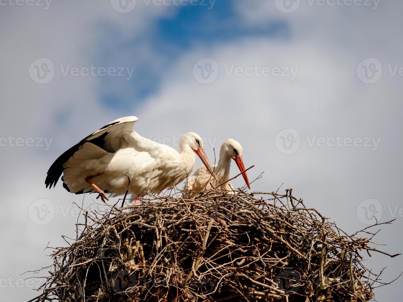 Beautiful white storks in the nest on blue sky backgroung, springtime photo