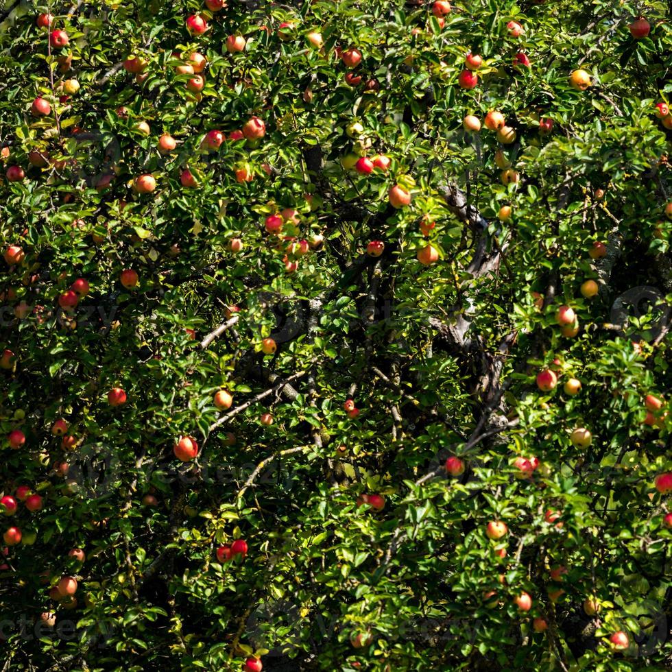 The apples are ripe. Apple picking season. Black Forest. Germany photo