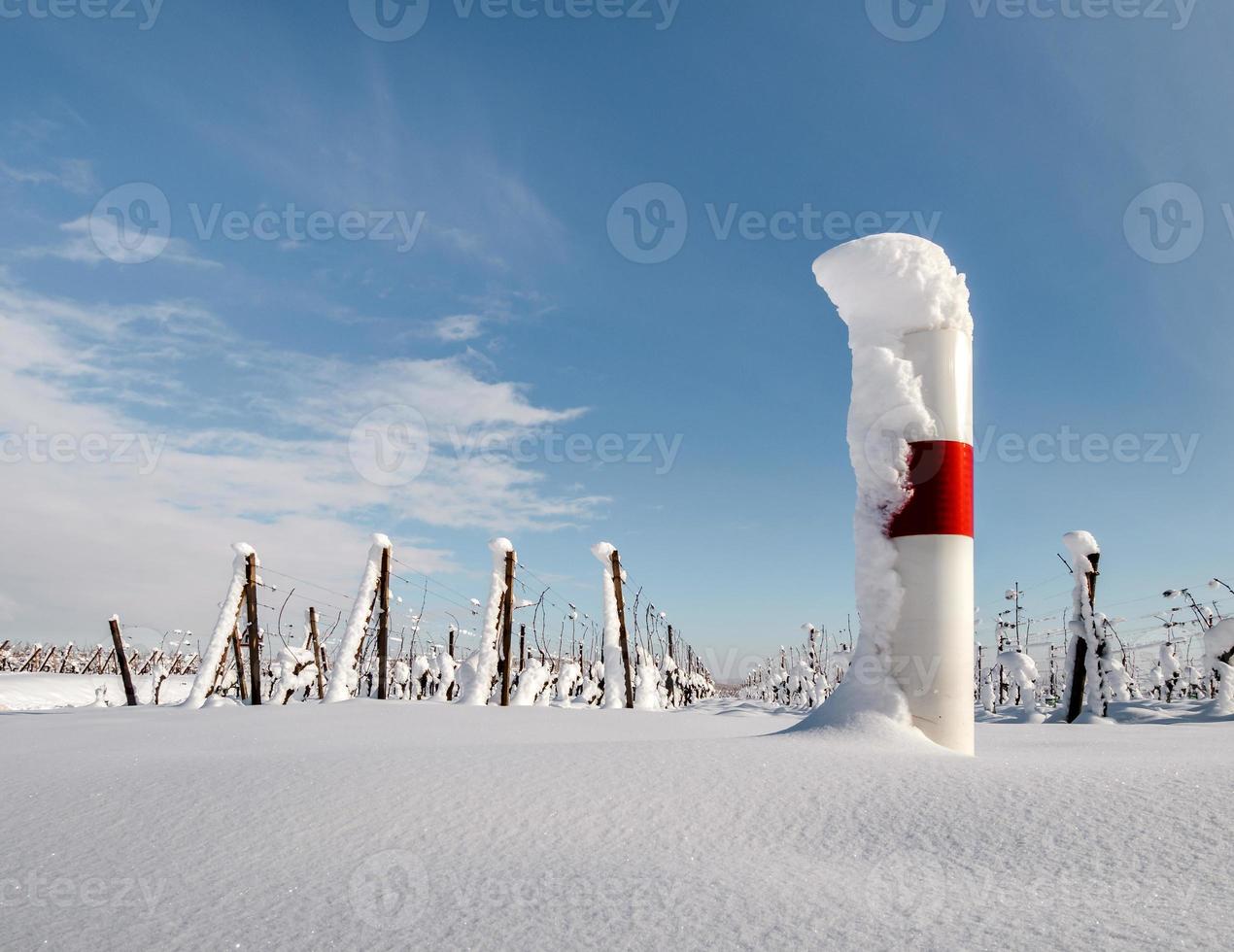 Alsace vineyards under heavy snow on a sunny winter day. Details and top view. photo