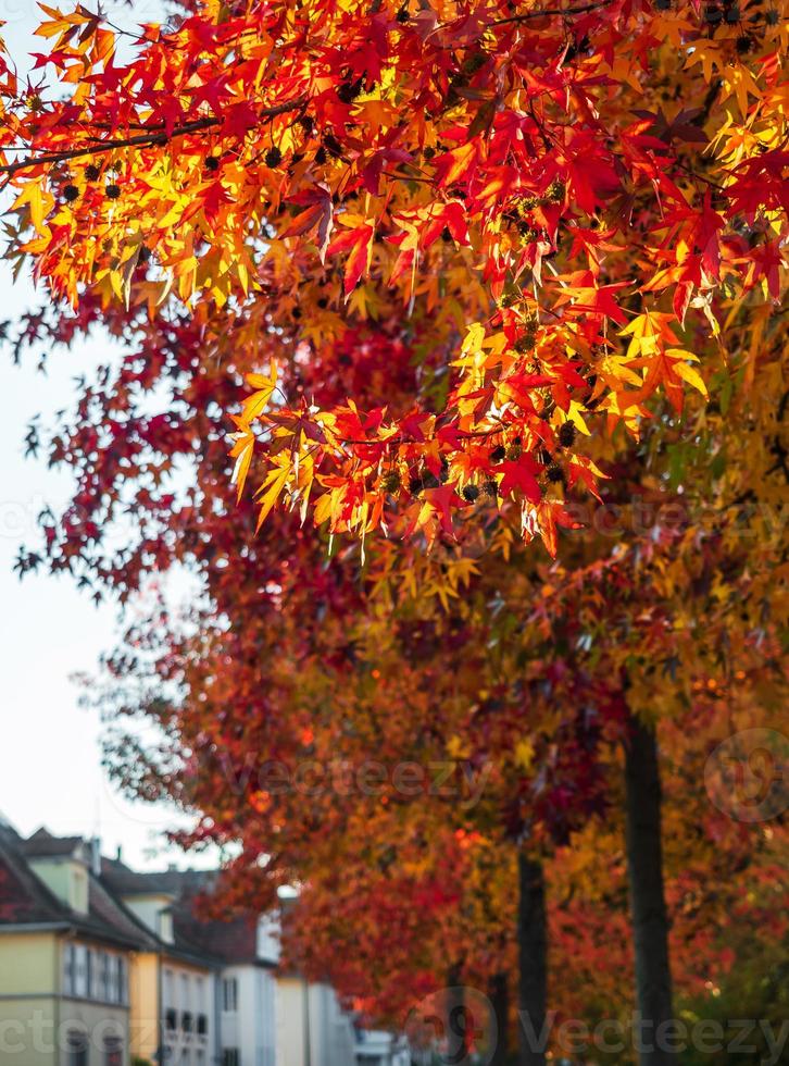 Pointed multicolored autumn maple and sycamore leaves. Close-up. photo