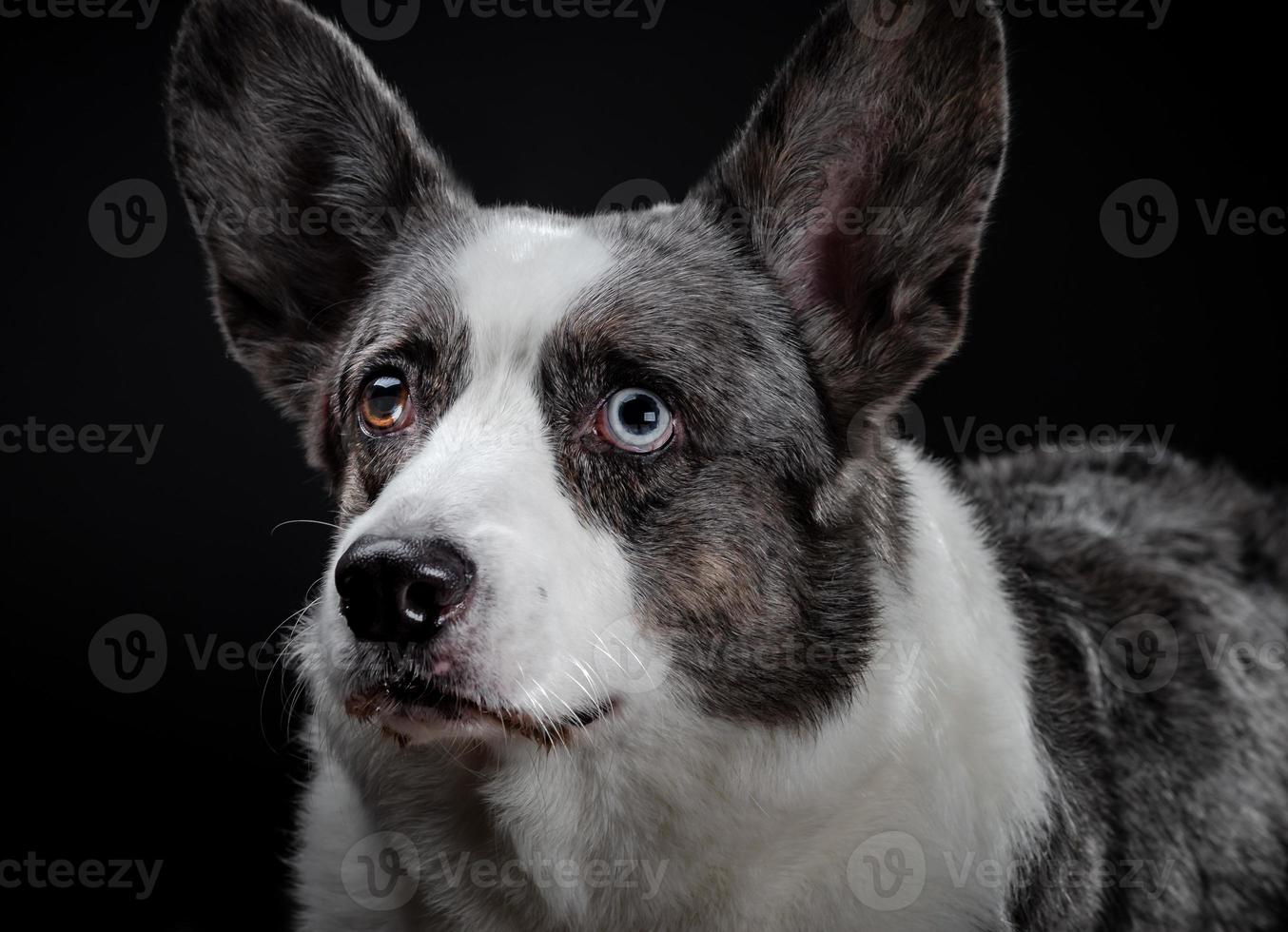 Beautiful grey corgi dog with different colored eyes closeup emotional portrait photo