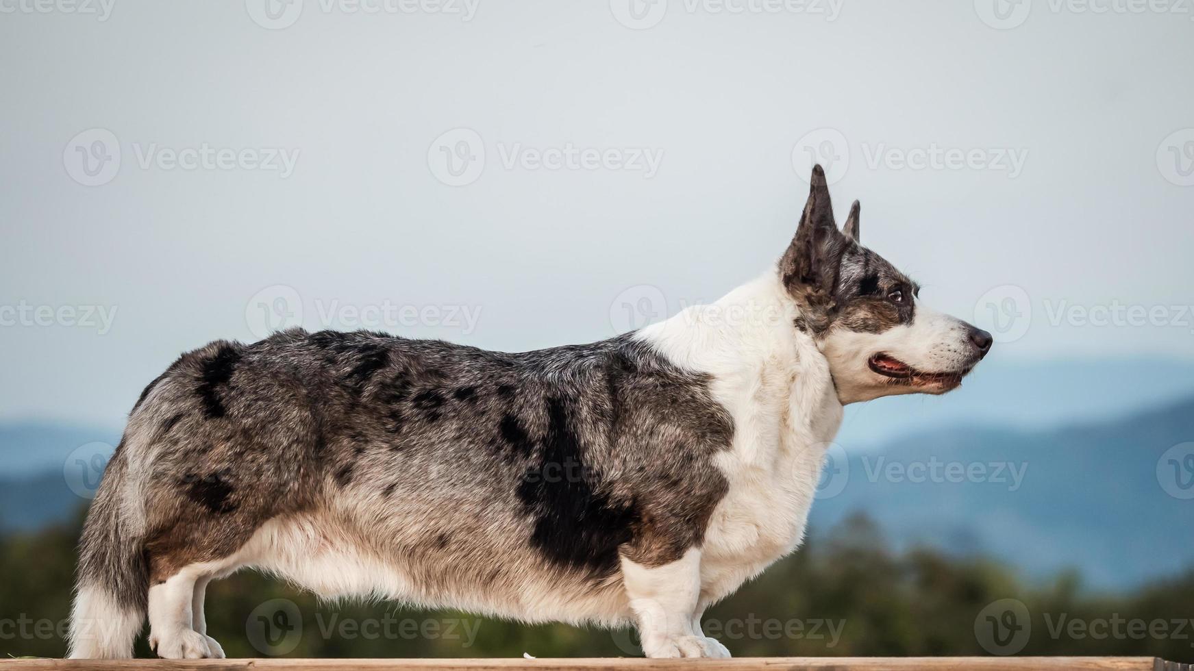 Handsome Gray Corgi Dog Shows Standard Stance And Portrait B Pet Training photo