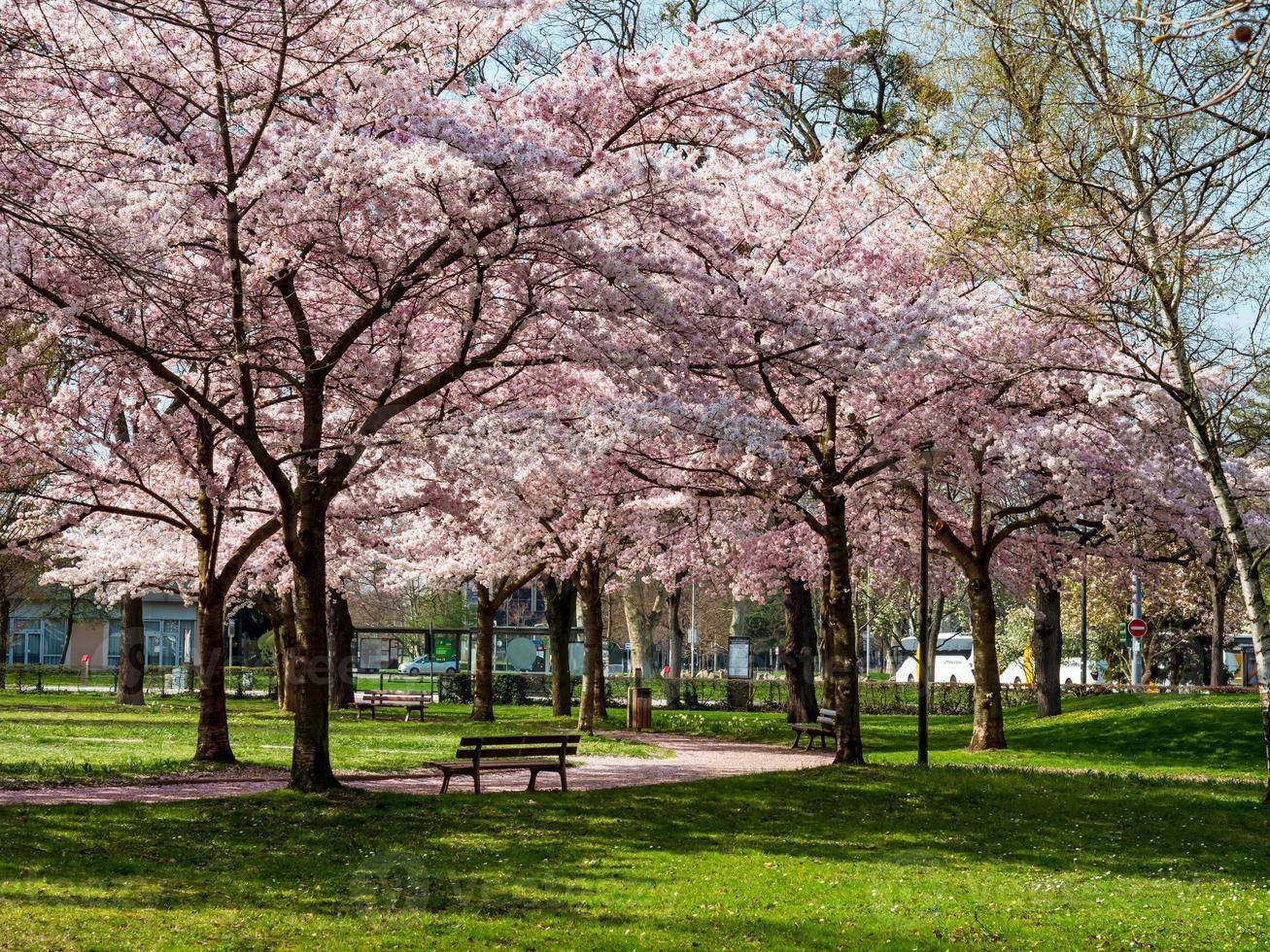 Stunningly beautiful pink sakura trees bloom in Strasbourg. photo