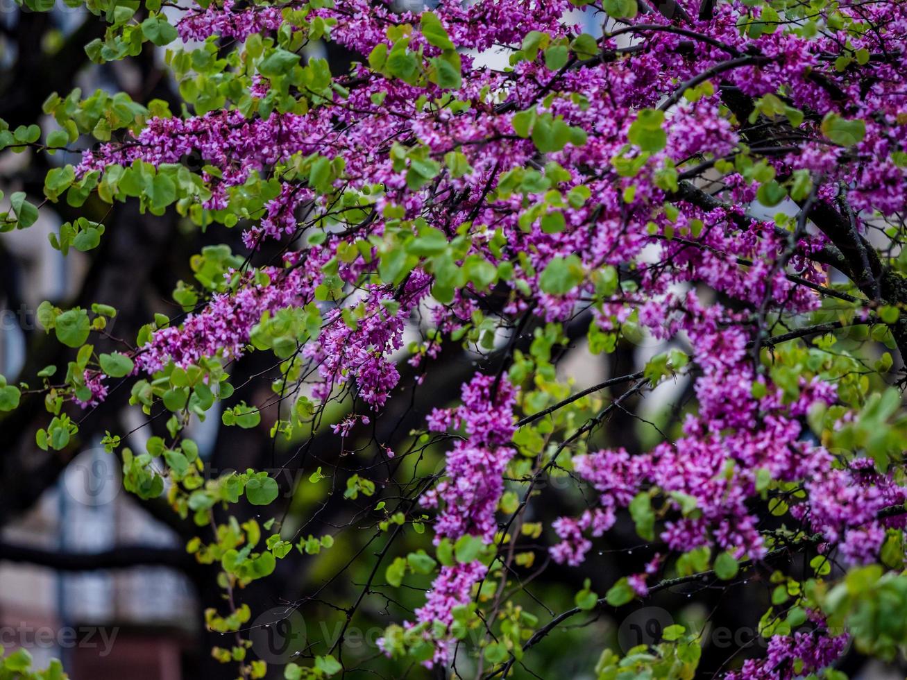 Beautiful pink sakura flowering in Strasbourg, Springtime photo