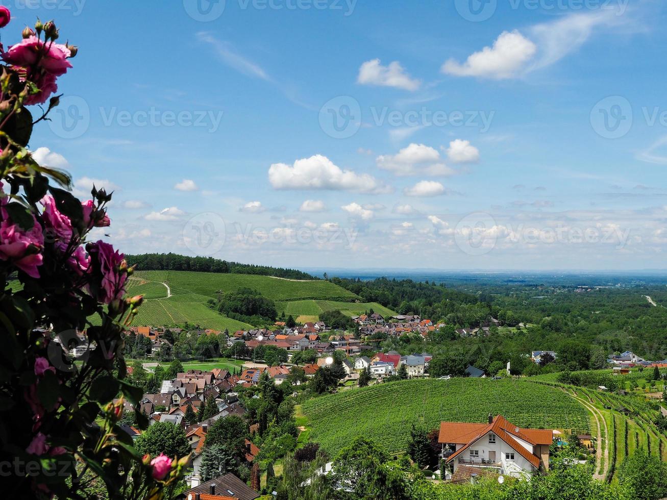 Green hills of Black Forest region view through the fresh roses, Germany photo