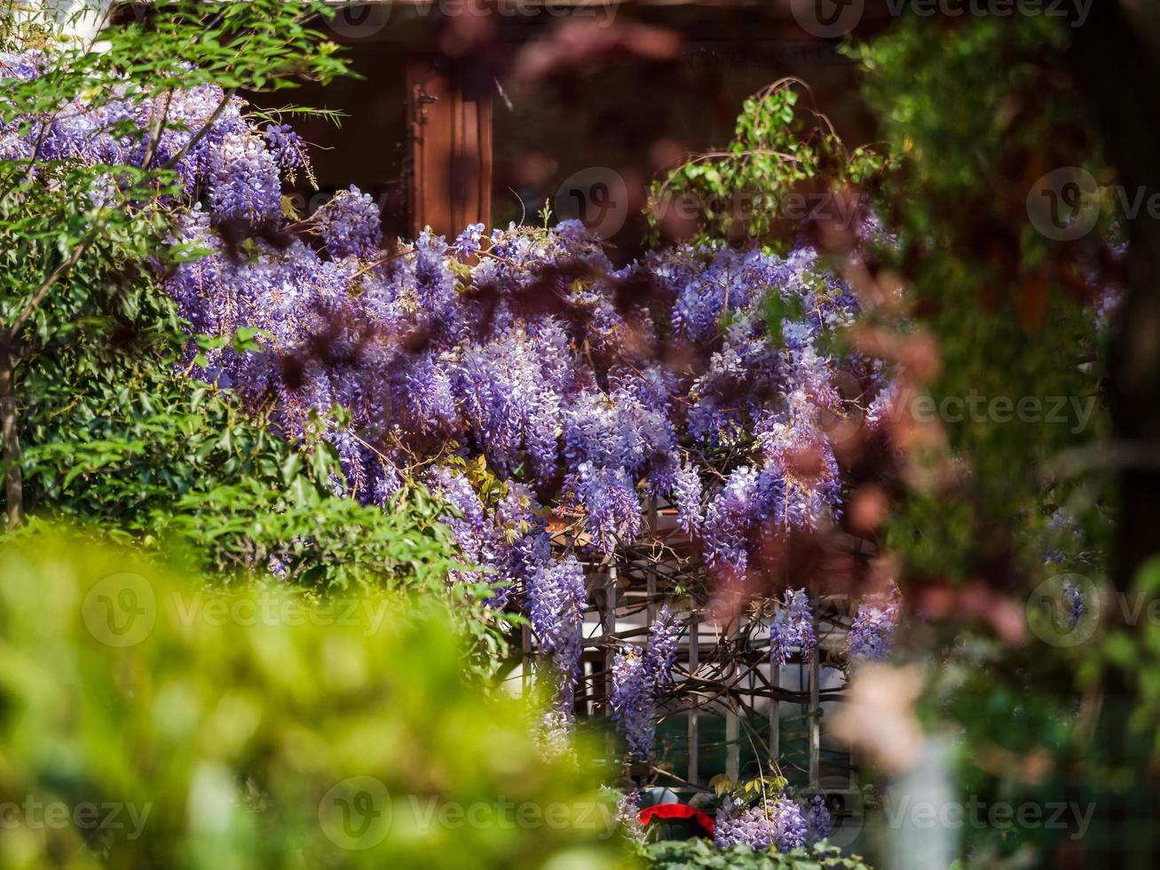 Flowering wisteria. Stunning lilac creepers. Sunny weather. Strasbourg. The comfort and beauty of a spring day in a quiet quarter of the city. photo