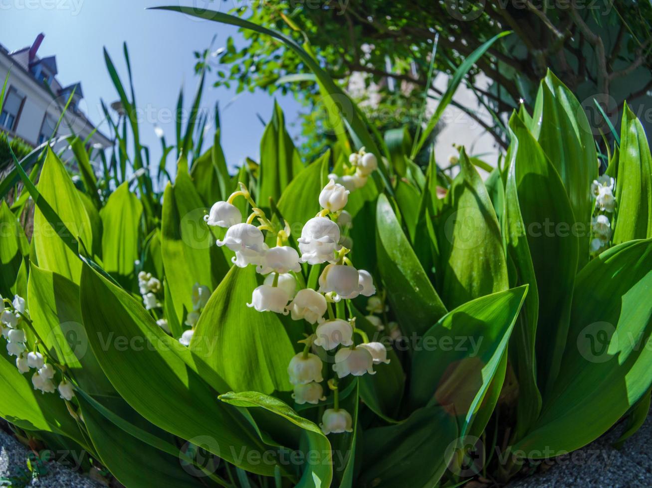 Tender white lilies of the valley on a background of green leaves. Spring macro landscape. photo