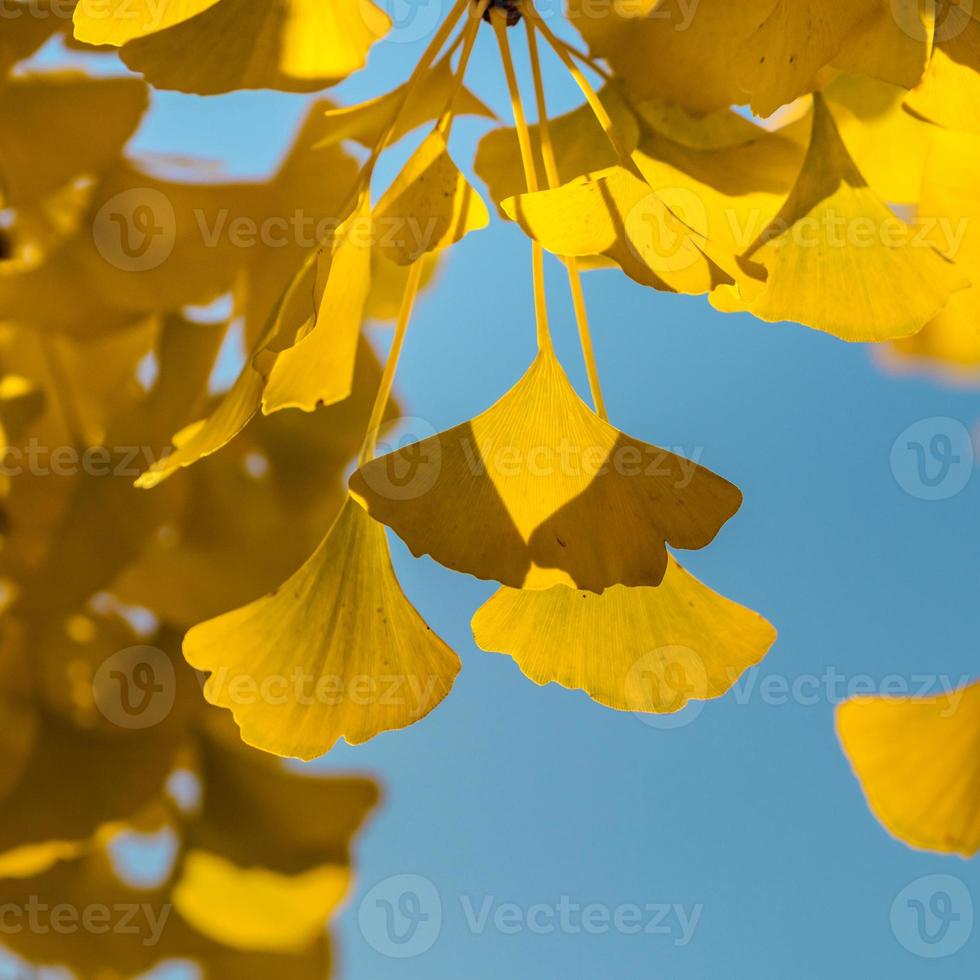 el color amarillo brillante de las hojas del árbol ginkgo a través del cual pasa la luz del sol. la combinación de azul y amarillo foto