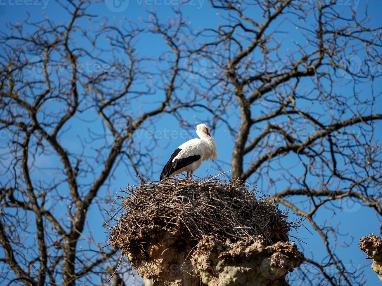 Beautiful white storks in the nest on blue sky backgroung, springtime photo