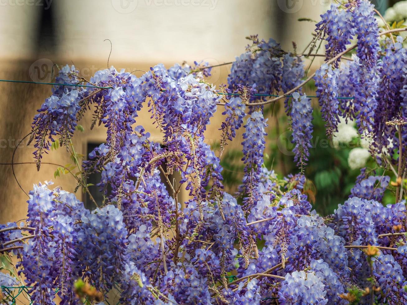 Flowering wisteria. Stunning lilac creepers. Sunny weather. Strasbourg. The comfort and beauty of a spring day in a quiet quarter of the city. photo