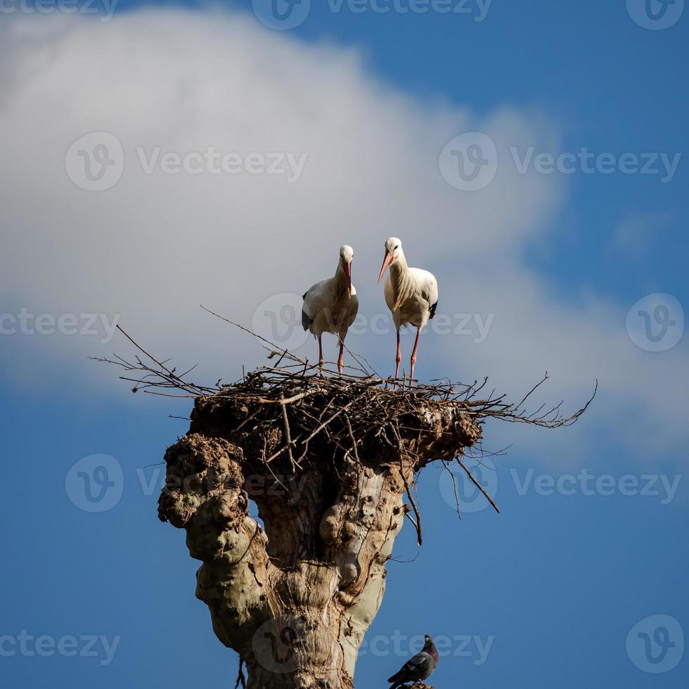 Beautiful white storks in the nest on blue sky backgroung, springtime photo