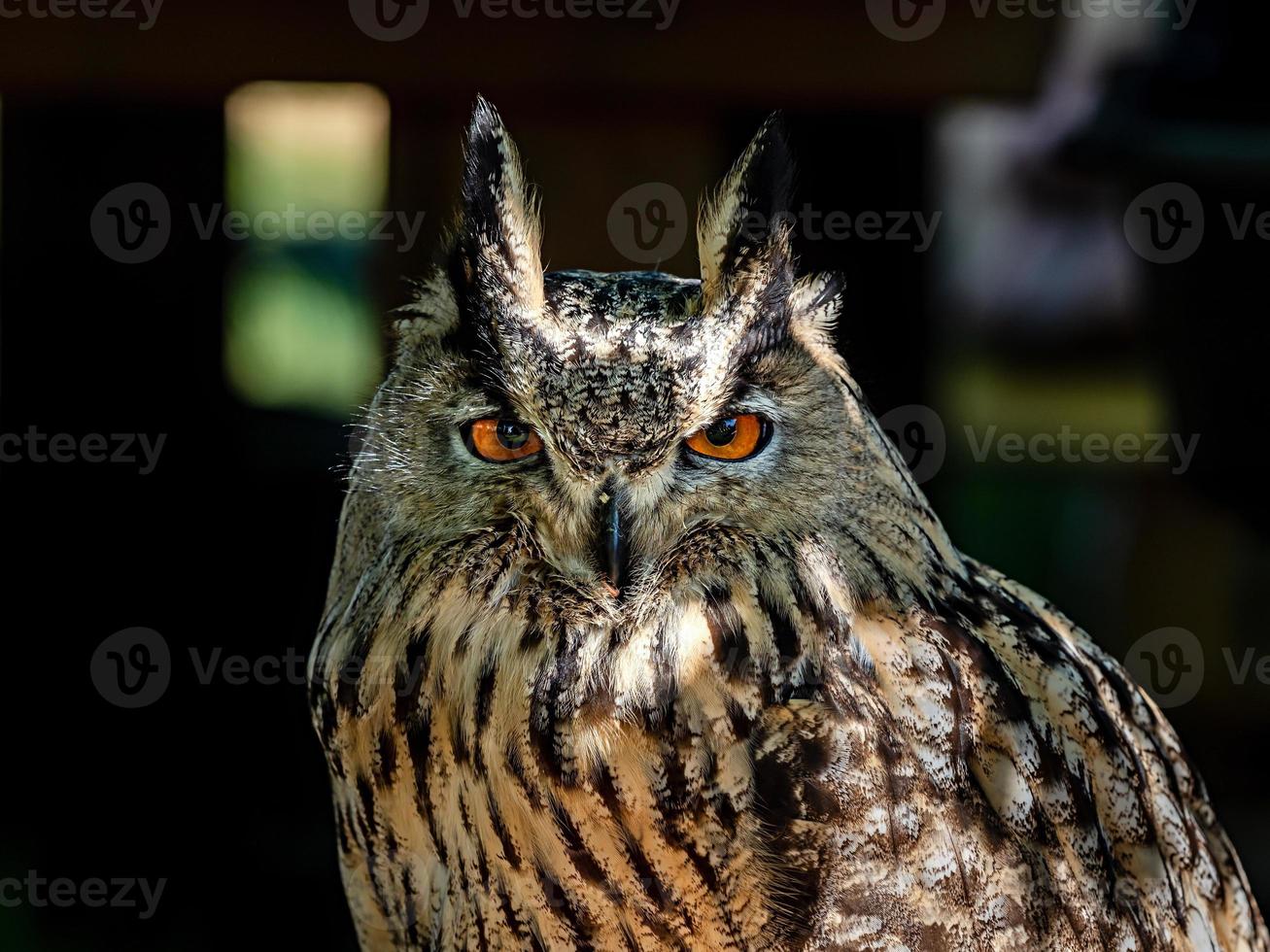 Huge owl closeup shot, flora and fauna of Vosges photo