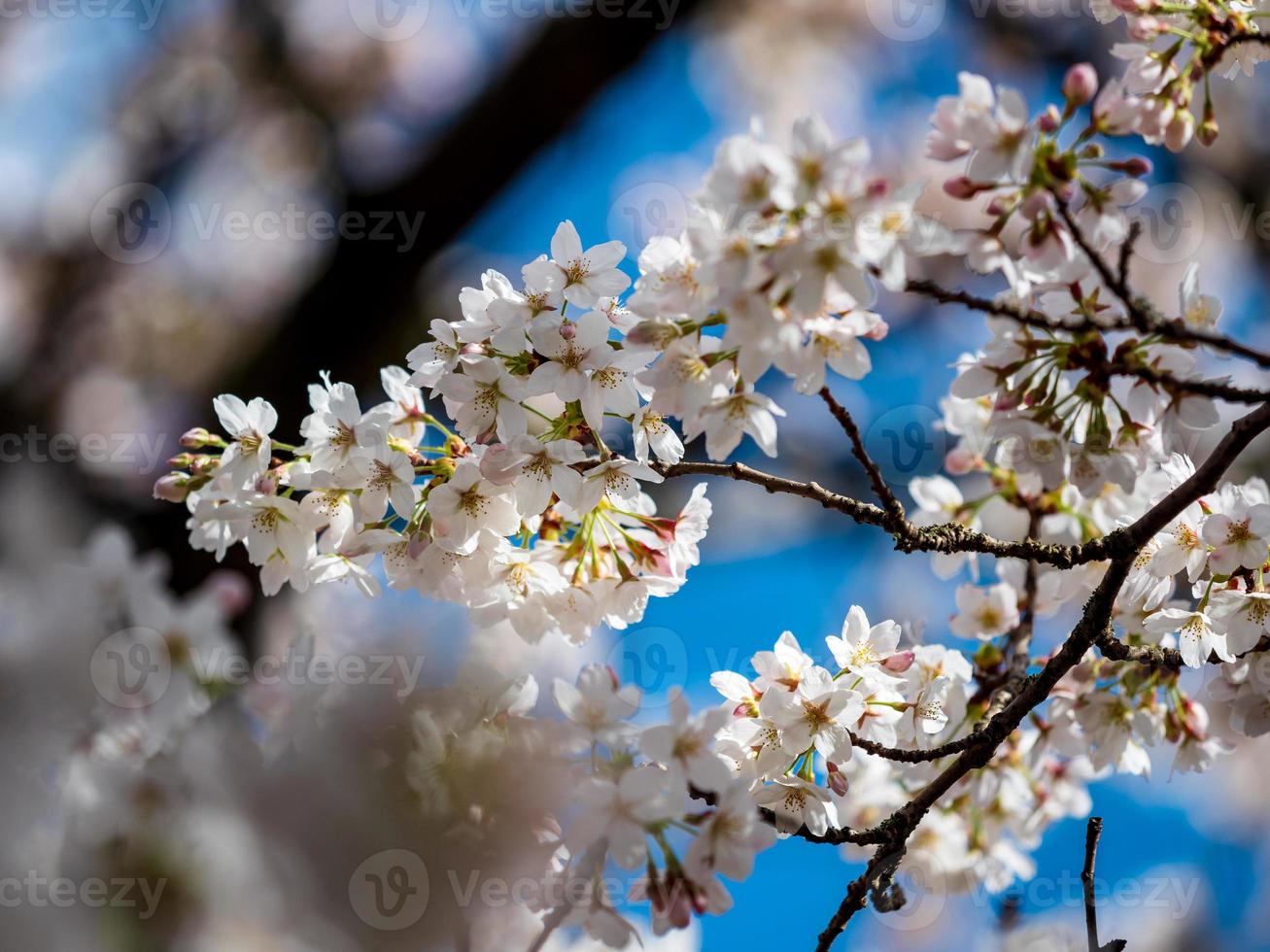 Blooming cherries in the sunny park of Strasbourg. The amazing beauty of spring parks photo