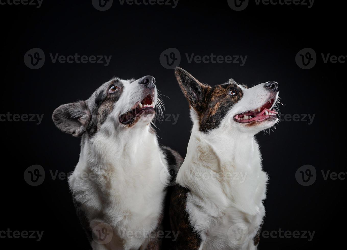 Two beautiful brown and grey corgi dogs posing in studio, isolated on black background photo
