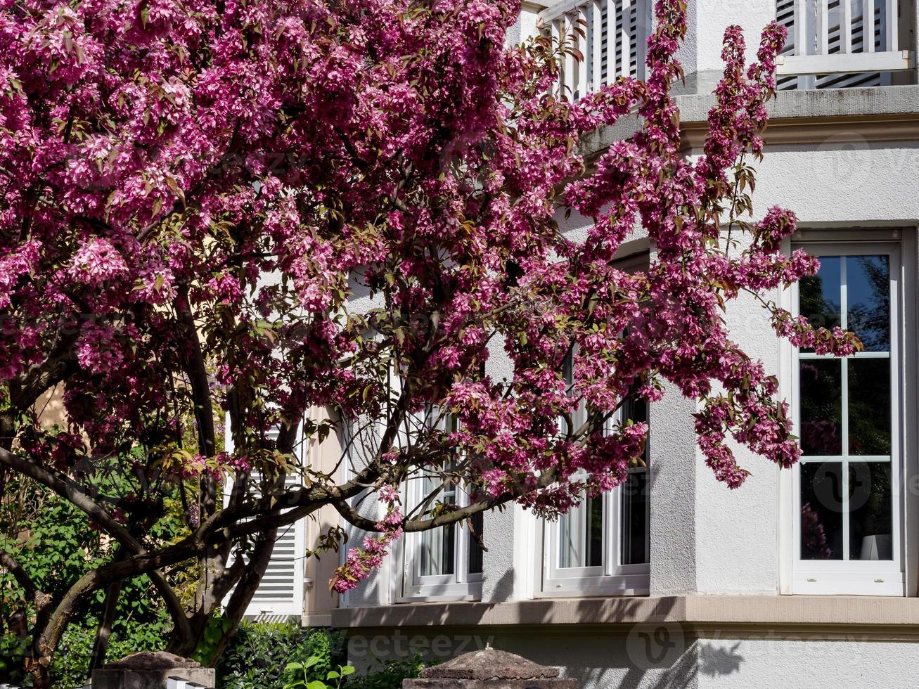 Beautiful pink sakura flowering in Strasbourg, Springtime photo