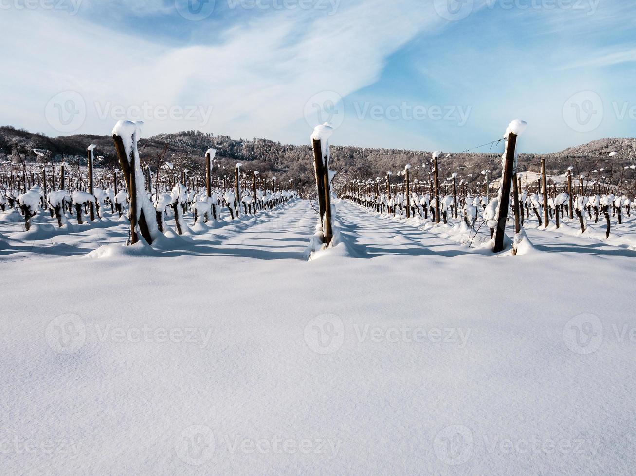 Alsace vineyards under heavy snow on a sunny winter day. Details and top view. photo