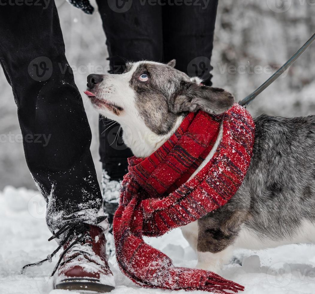 Funny corgi on the winter snow in a scarf. Winter clothes. photo