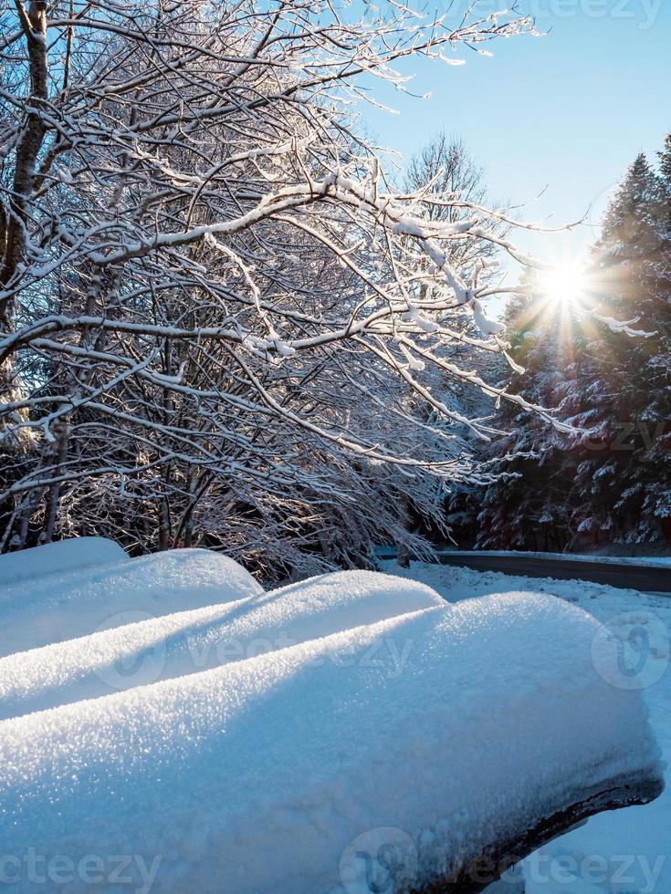 Beautiful snowy forest in the Vosges mountains. photo