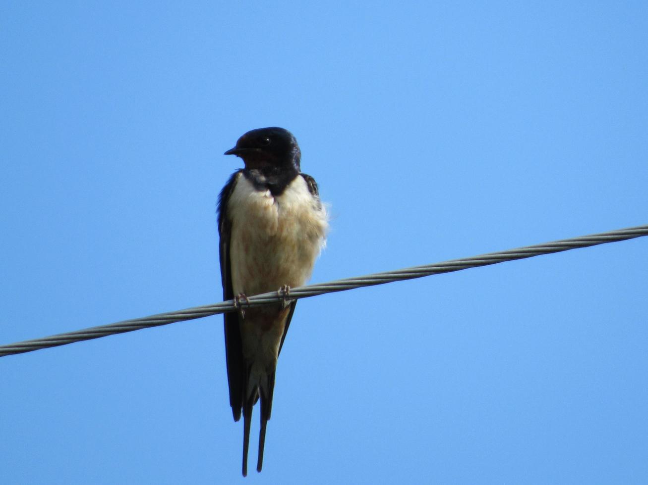 swallow on blue sky background photo