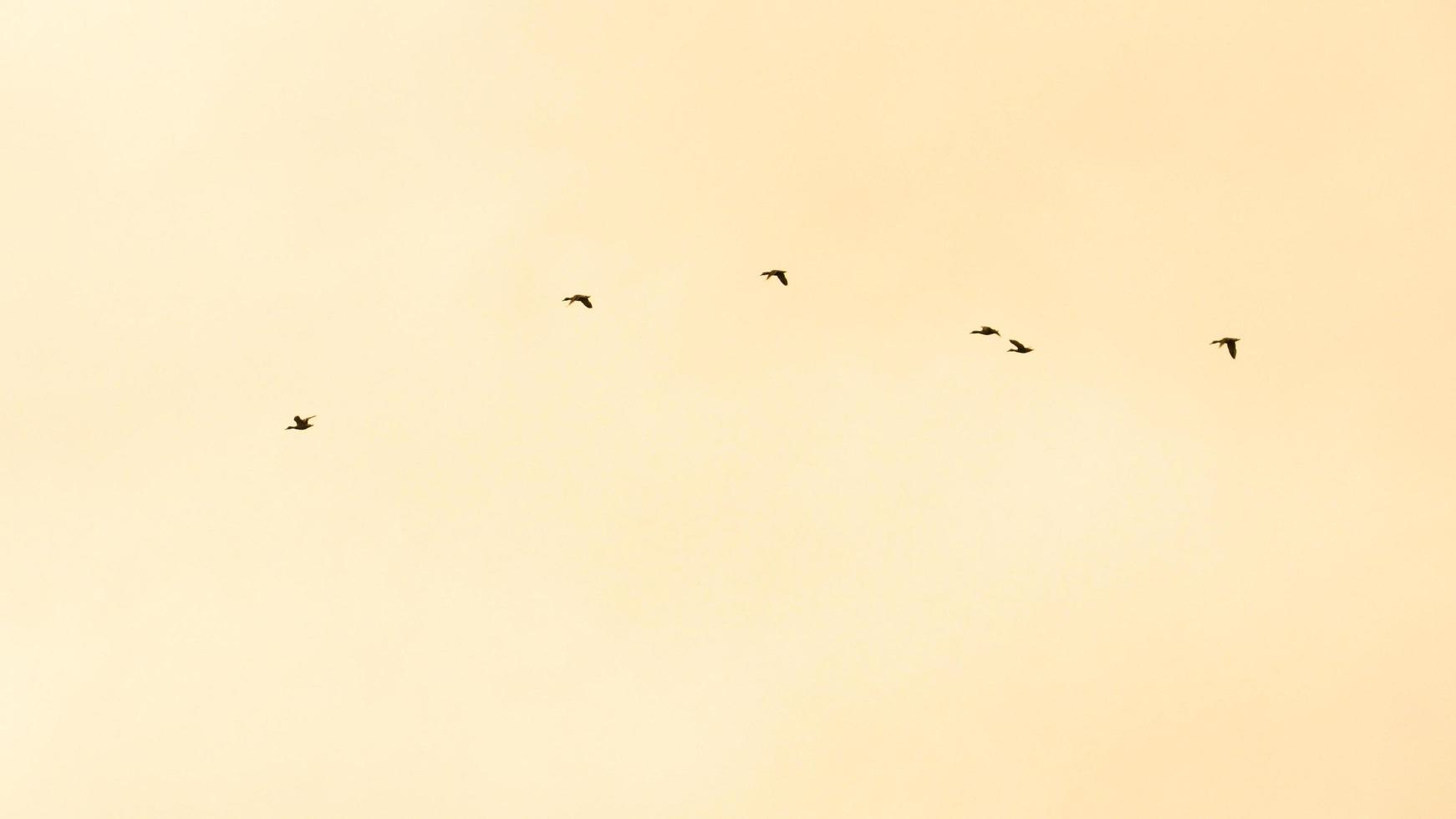 A flock of birds in the sky photo