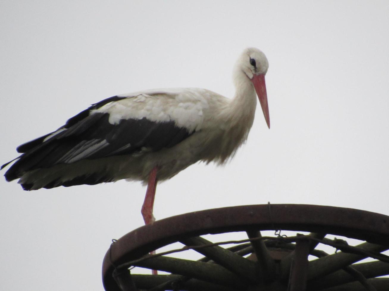 white stork near the nest photo