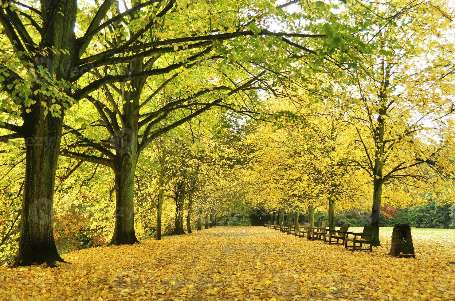 paisaje de callejón de otoño foto