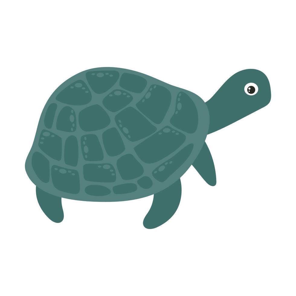 The turtle is cute, green in color with a shell and paws, a marine inhabitant. Vector illustration isolated on a white background.