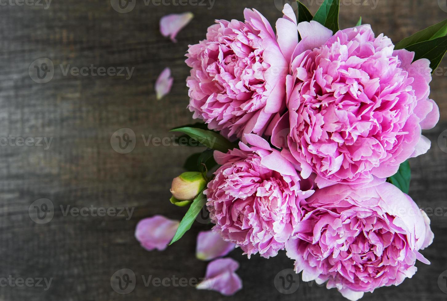 Pink peony flowers photo