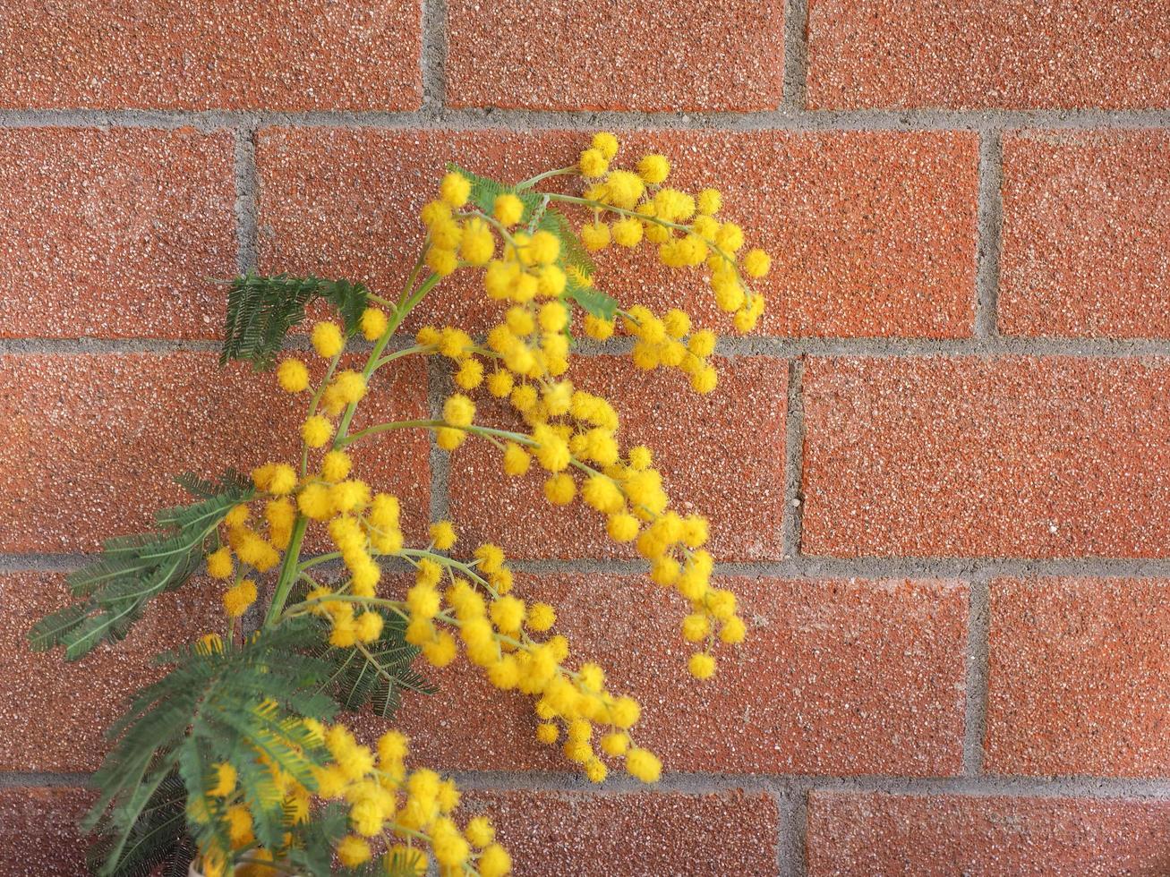 yellow mimosa flower photo