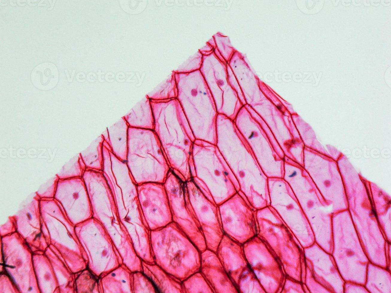 Onion epidermus micrograph photo