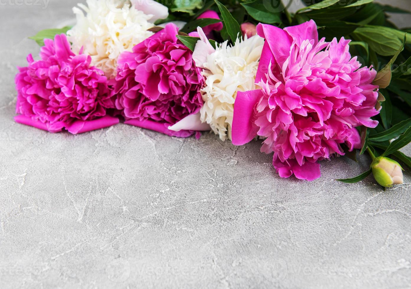 beautiful pink and white peony flowers photo