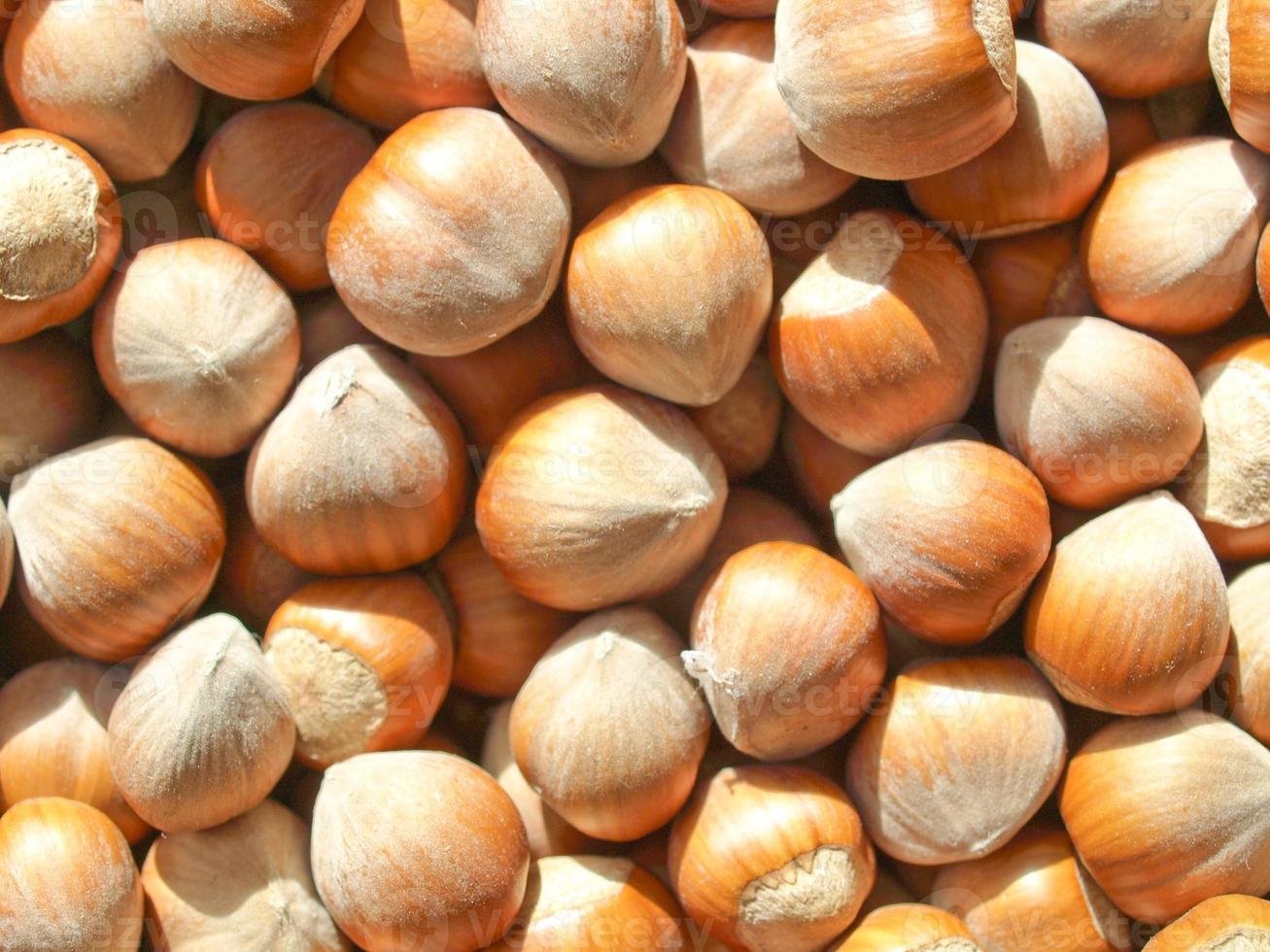 Hazelnuts dry fruit photo
