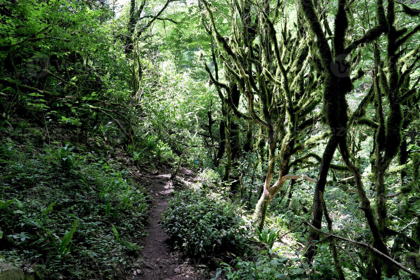 bosque de montaña y pequeño sendero. foto