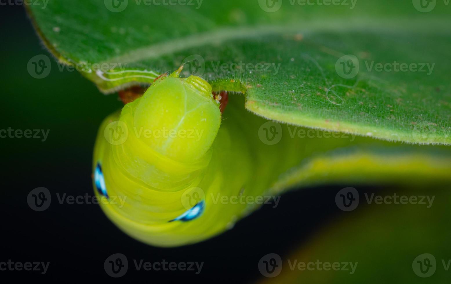 las orugas, o larvas, están royendo o comiendo las hojas de las especies de adenium en preparación para convertirse en pupas. los grandes puntos azules no son los ojos. está allí para engañar al enemigo solamente. foto