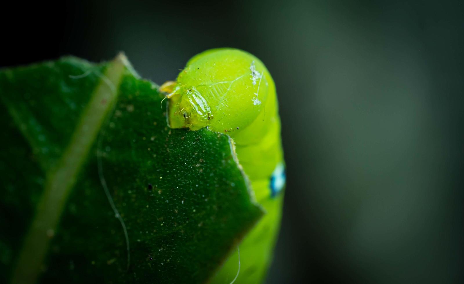 The caterpillar is about to eat the leaves. The caterpillars eat the leaves of adenium. during the rainy season. photo