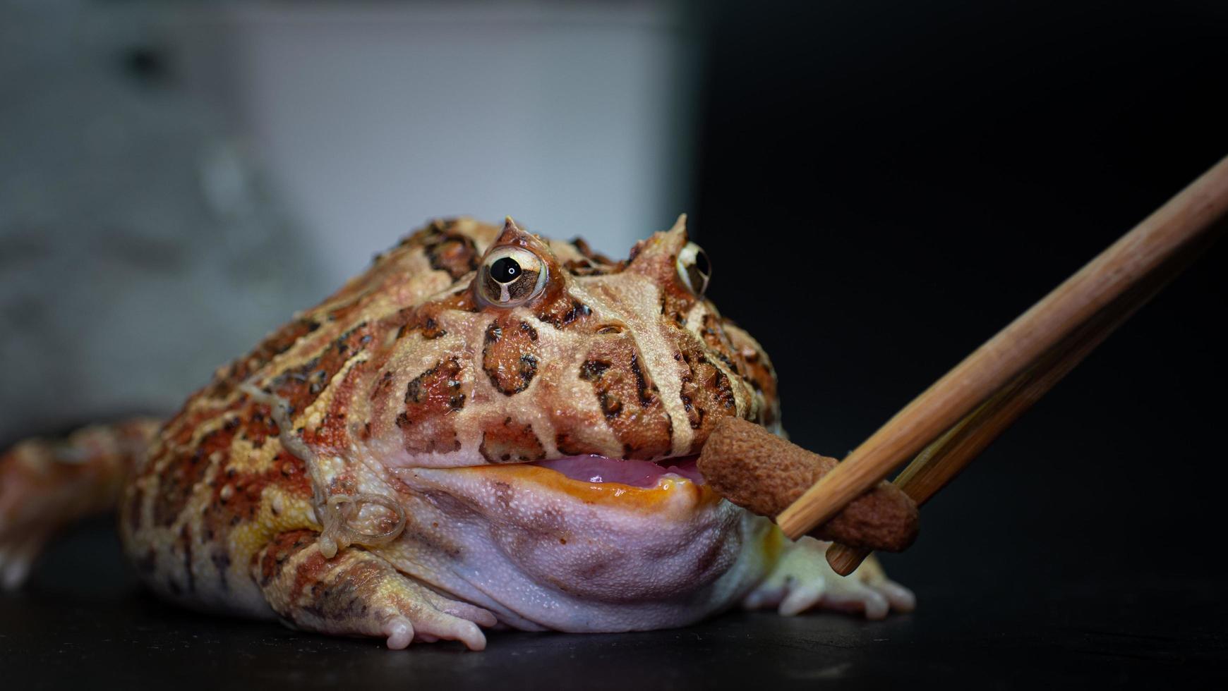 Feed your pet frogs. argentine horned frog yellow with brown stripes. Feed the frog with tongs. Scientific Name Ceratophrys ornata photo