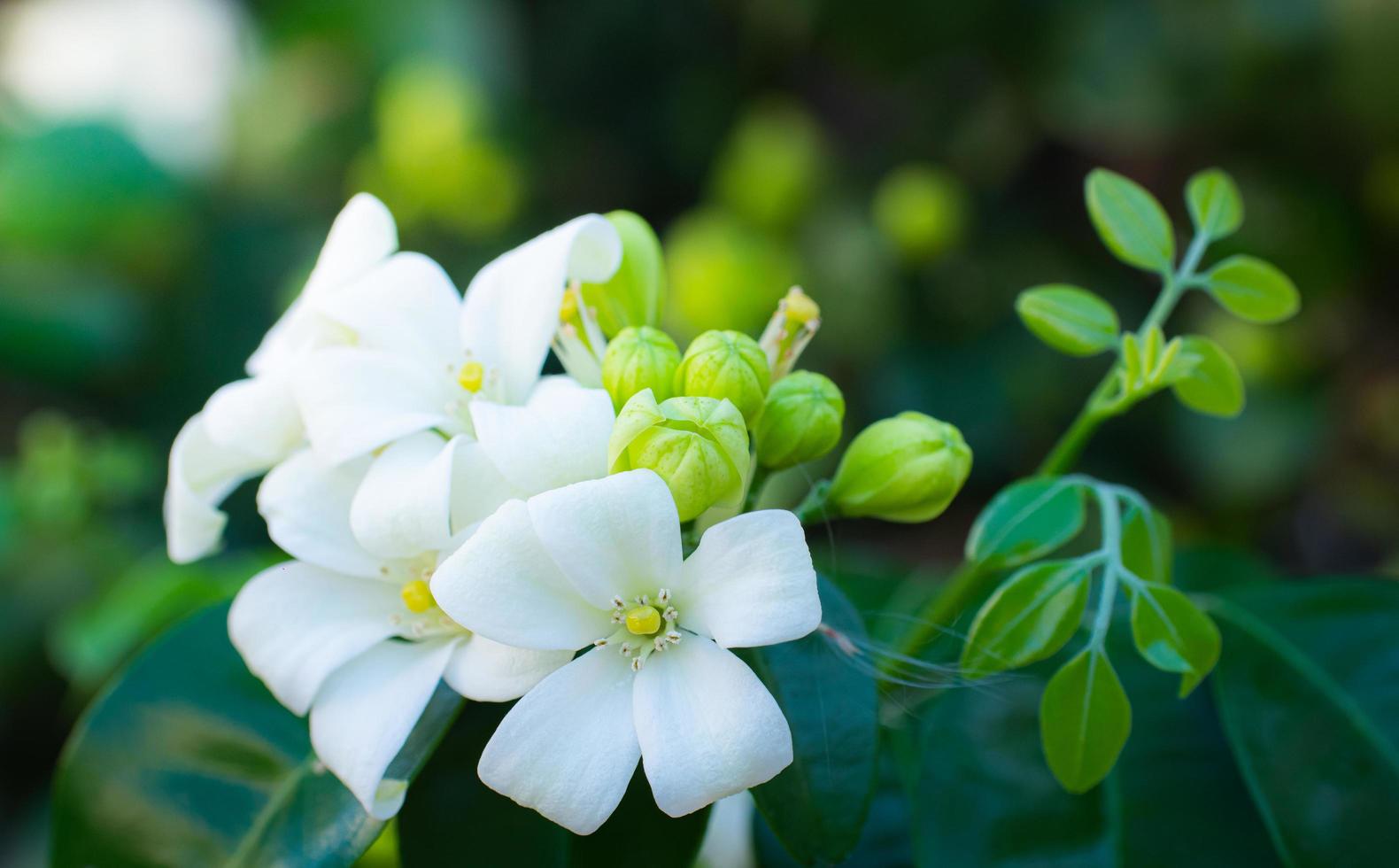 murraya paniculata o nombre orang jessamine, boj de china, andaman satinwood, arbusto de boj chino. foto