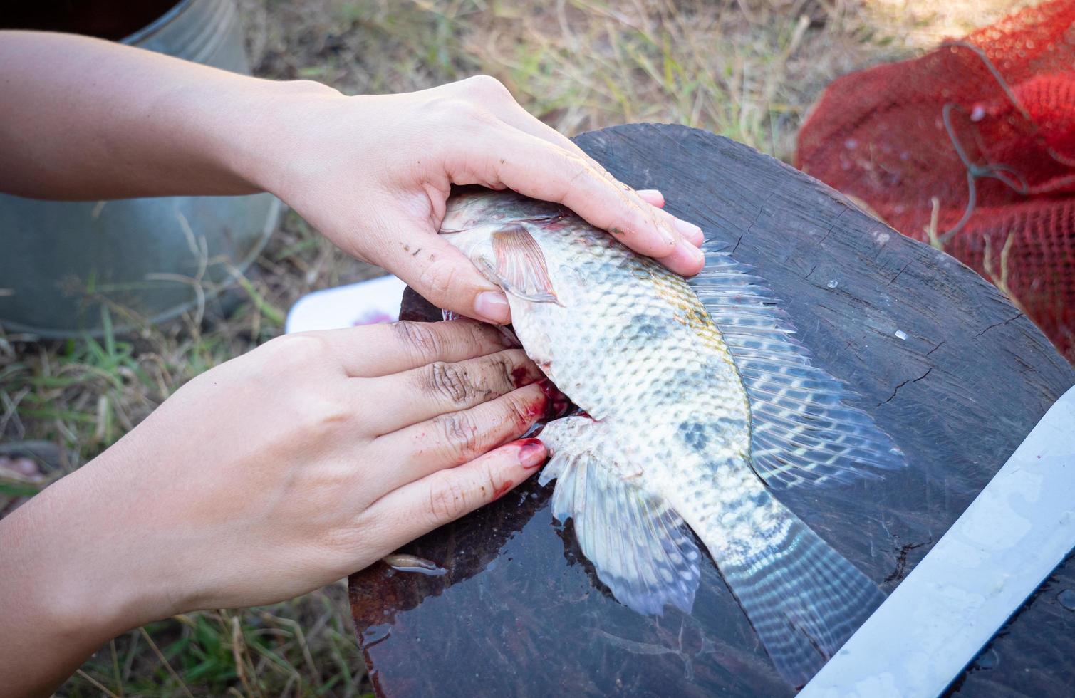 filetear o cortar la panza de la tilapia para limpiarla antes de cocinarla. corte el estómago del pescado en una tabla de cortar de madera. foto