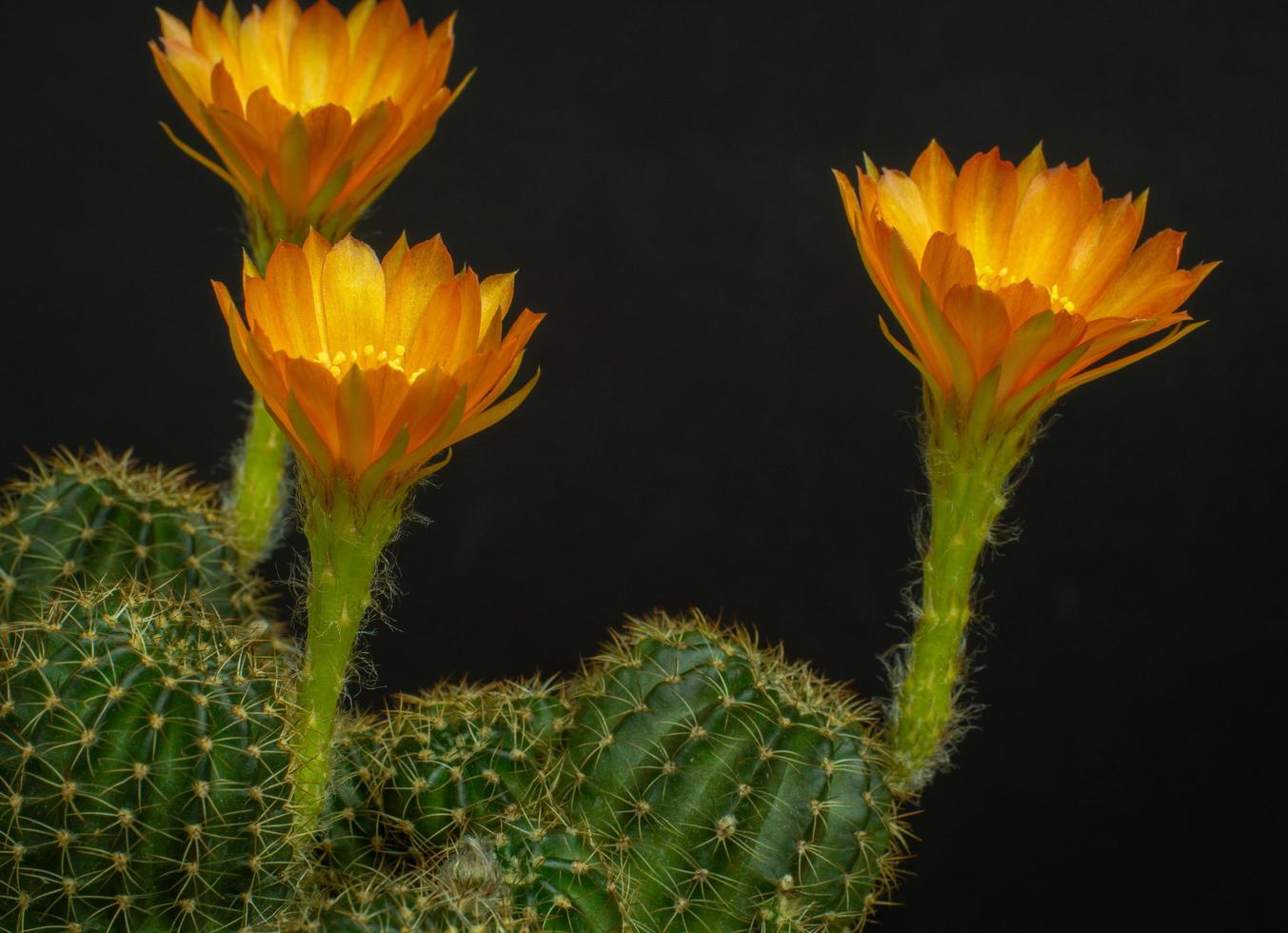 Orange flowers on mini cactus name Lobivia. little pot on isolated black  background. Studio shot and lighting 5461563 Stock Photo at Vecteezy