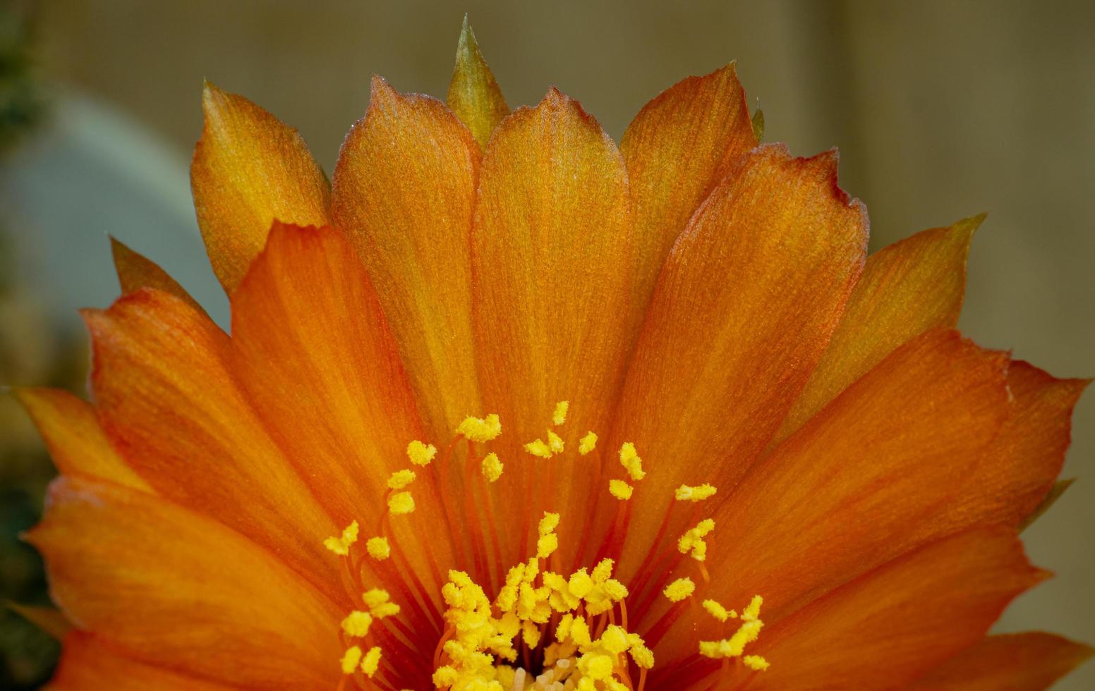 Orange flowers on mini cactus name Lobivia. little pot on isolated black background. Studio shot and lighting photo